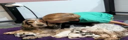 Cocker Spaniel dogs for sale: Exceptional KC Registered Cocker Spaniel Puppies - Advert 4