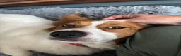 Mixed Breed dogs for adoption: Gregory for adoption in Leigh-on-Sea - Advert 7