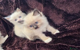 Ragdoll cats for sale: PEDIGREE RAGDOLL KITTENS FROM GCCF REGISTERED - Image 9