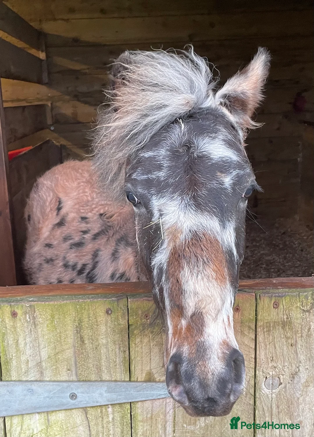 Dartmoor horses for sale: Posh boy  - Advert 2