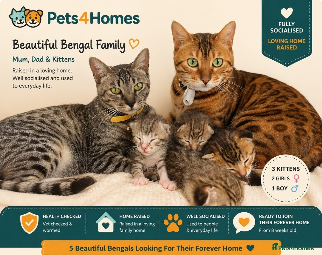 Bengal cats 🐾 Show-Stopping Savannah x Bengal  🐆 - Advert 1