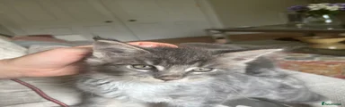 Maine Coon 2