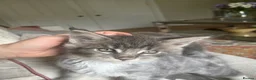 Maine Coon cats for sale: Beautiful Maine coon kittens 🐱  - Advert 25