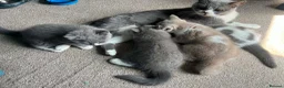 British Shorthair cats for sale: 🐾British Shorthair Kittens GCCF Registered🐾 - Advert 3