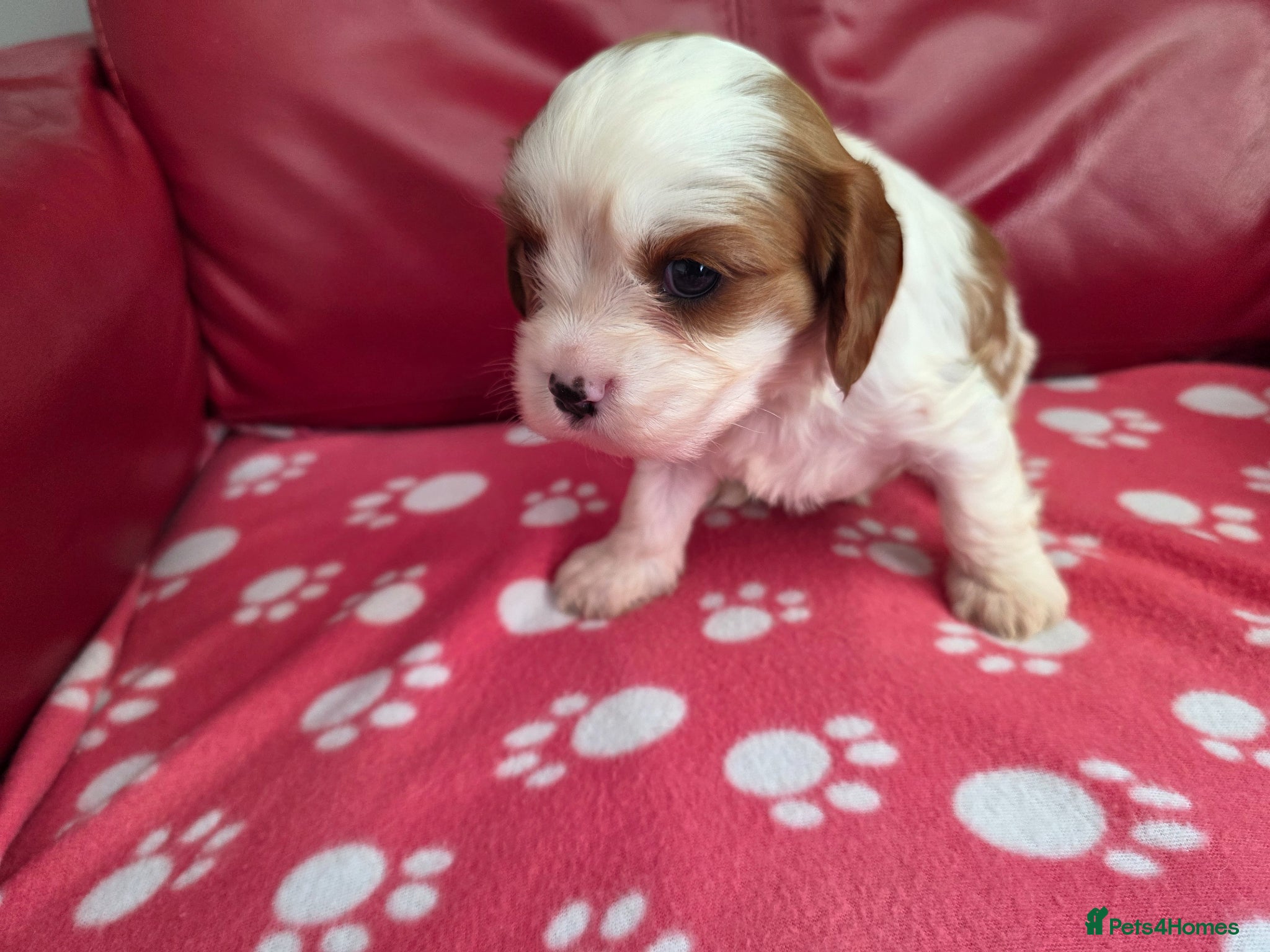 Mixed Breed dogs Cavapoo f1b - Advert 2