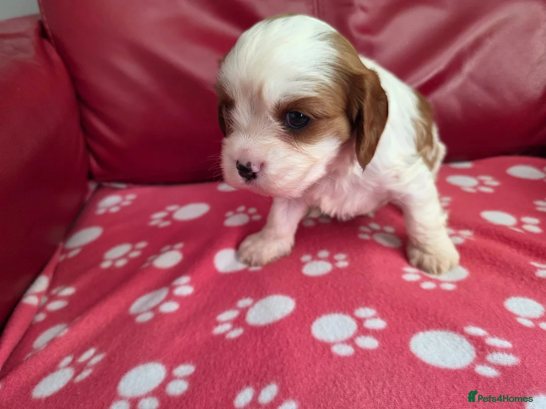 Mixed Breed dogs for sale: Cavapoo f1b - Advert 2