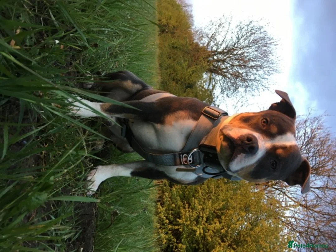 Staffordshire Bull Terrier dogs for stud: Tri blue PROVEN and only the best temperament in Swanage - Advert 10