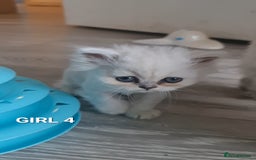 Persian cats for sale: READY NOW! Persian chinchilla kittens - Image 5