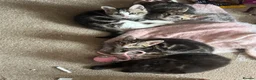 Mixed Breed cats for sale: Beautiful kitten 3 males and 3 females in Harlow - Advert 2