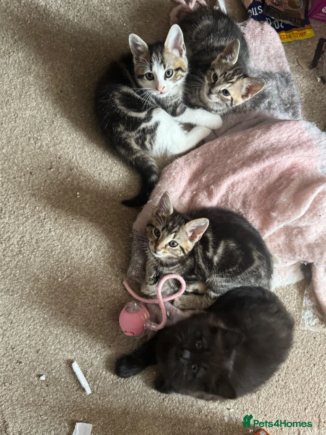 Mixed Breed cats for sale: Beautiful kitten 3 males and 3 females in Harlow - Advert 2