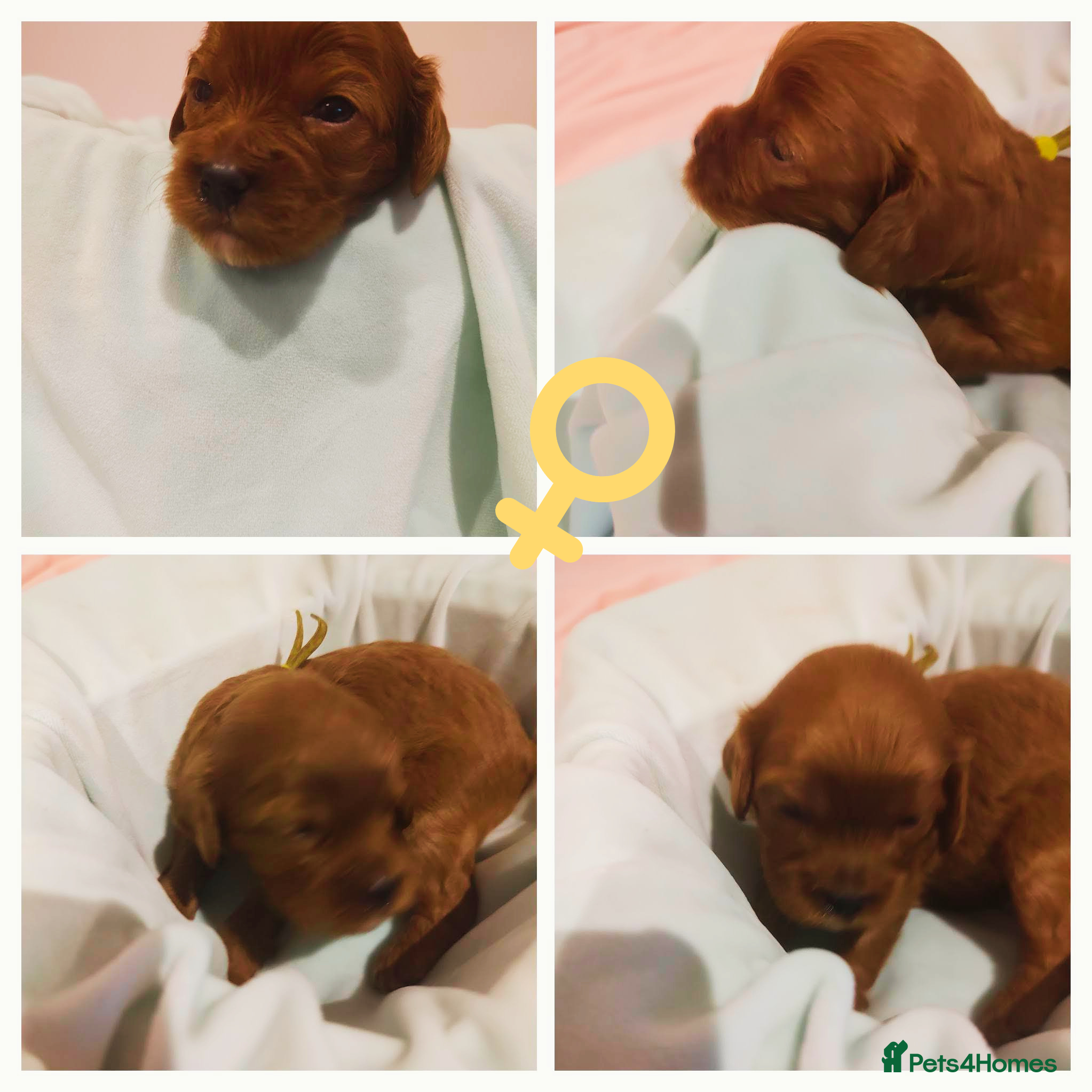 Cavapoo dogs Beautiful red Cavapoo Puppies - Advert 2