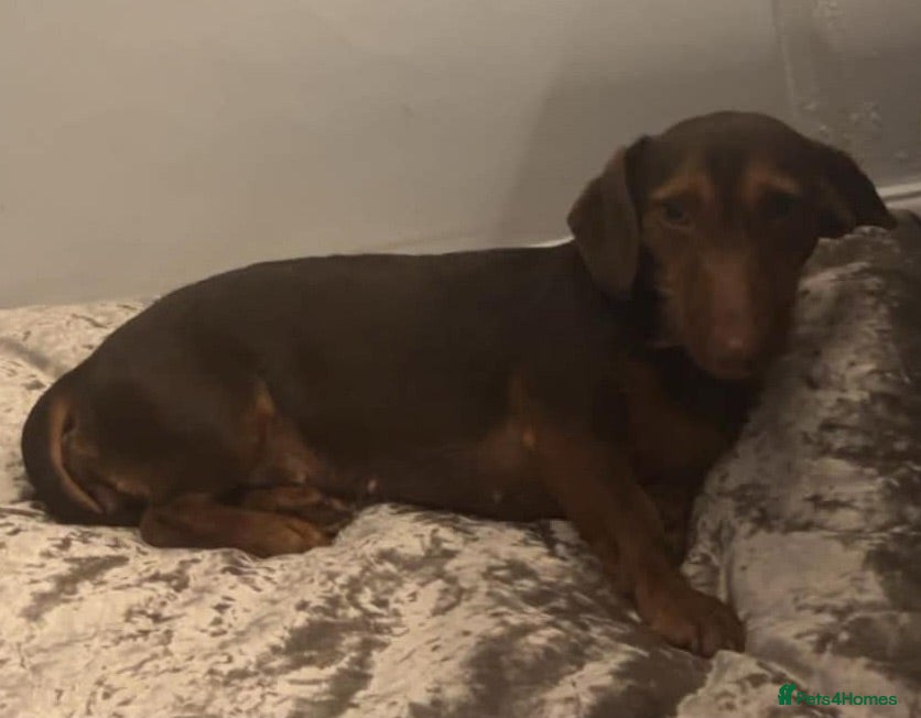 Dachshund dogs Dachshund puppies - Advert 2