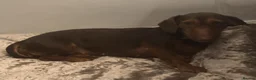 Dachshund dogs for sale: Dachshund puppies - Advert 1