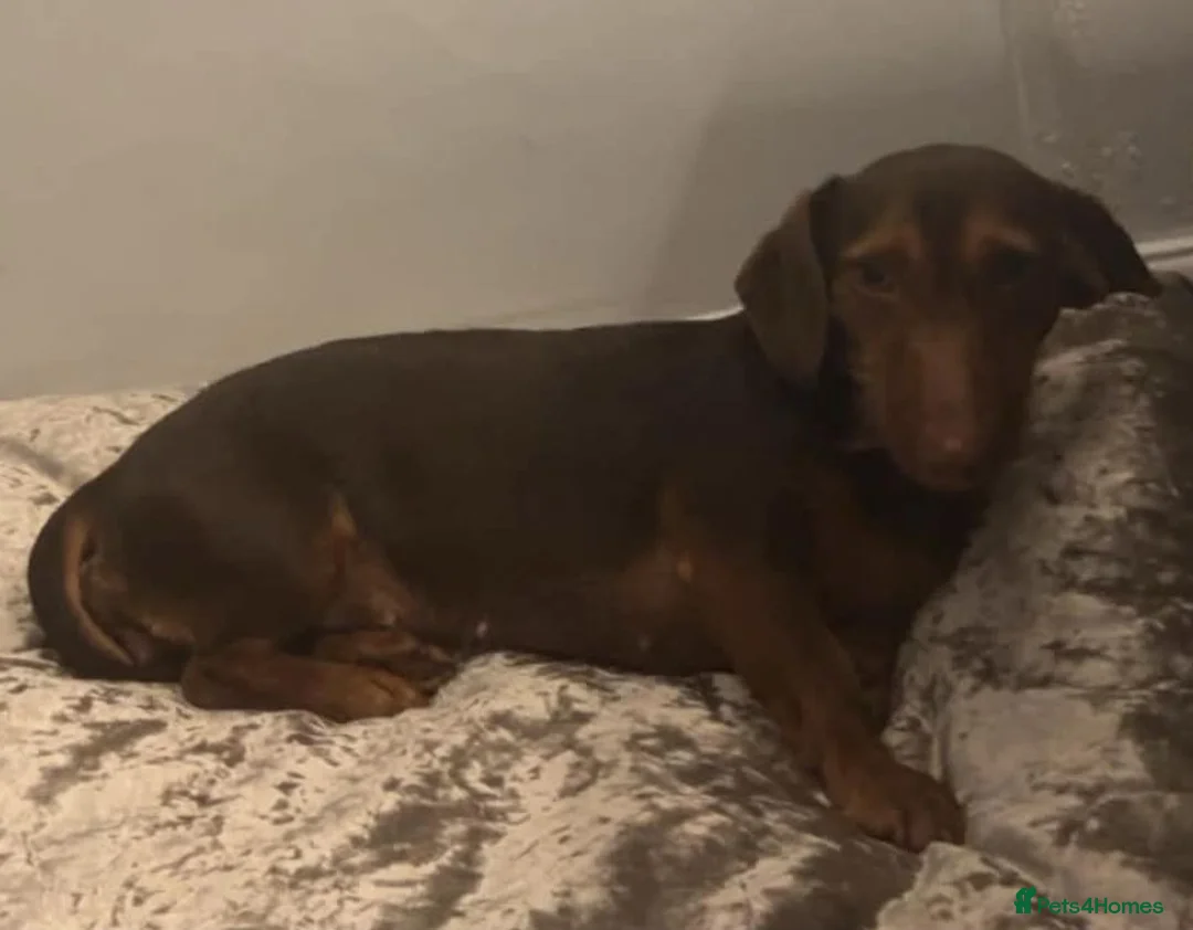 Dachshund dogs for sale: Dachshund puppies - Advert 1