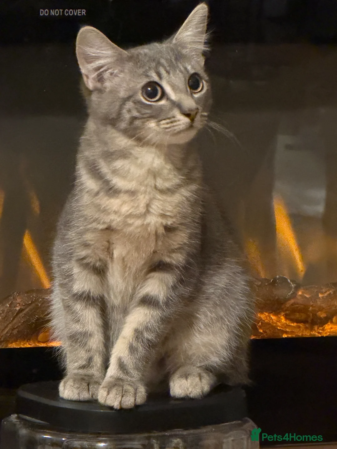 Bengal cats for sale: Bengal cross british shorthair  - Advert 1
