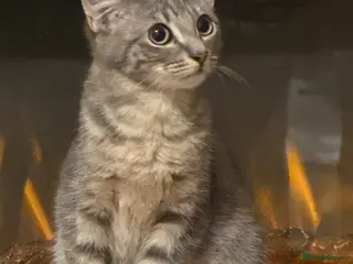 Bengal cats Bengal cross british shorthair - Advert 1