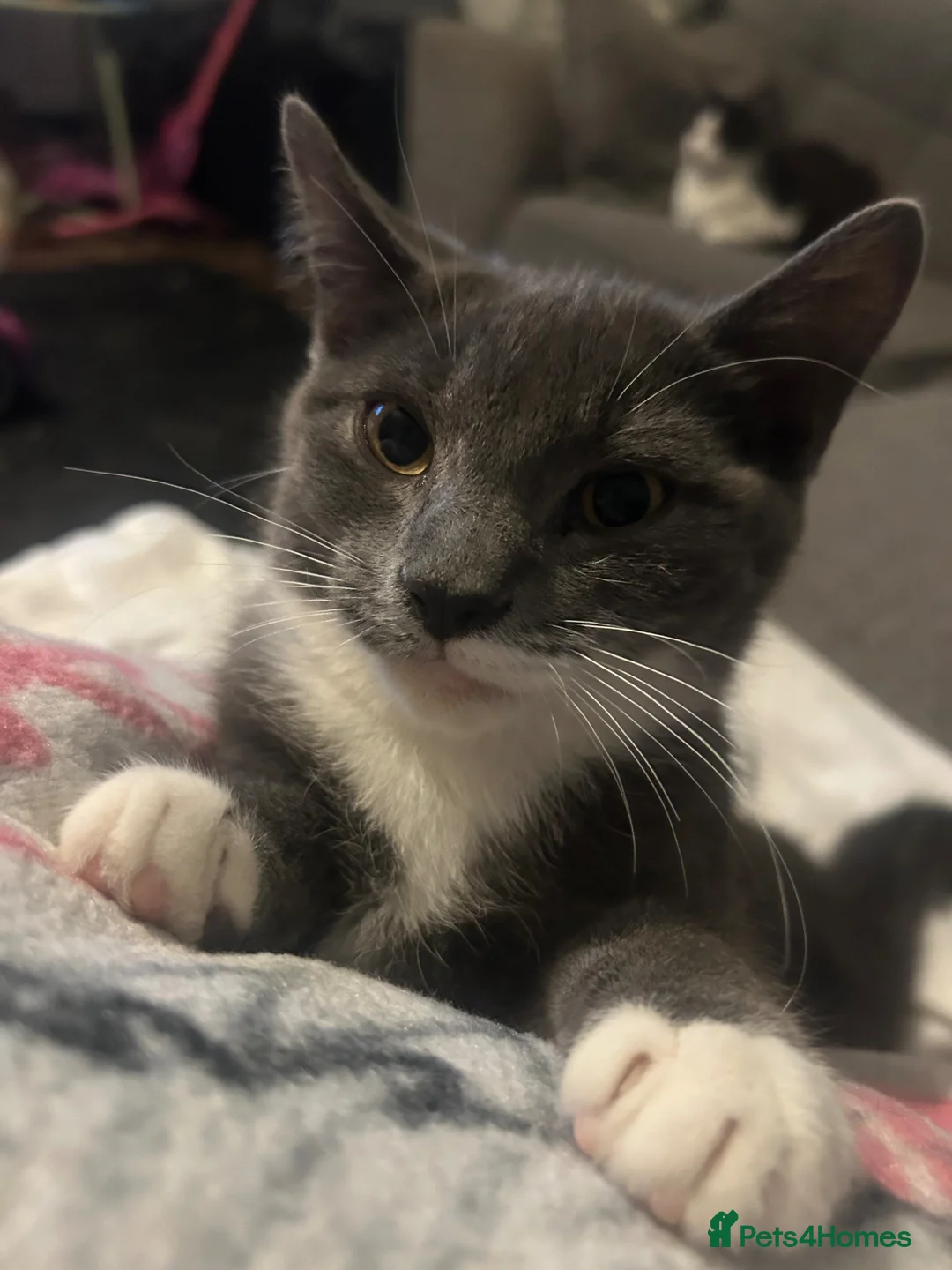 Mixed Breed cats for sale: Kittens - Advert 2