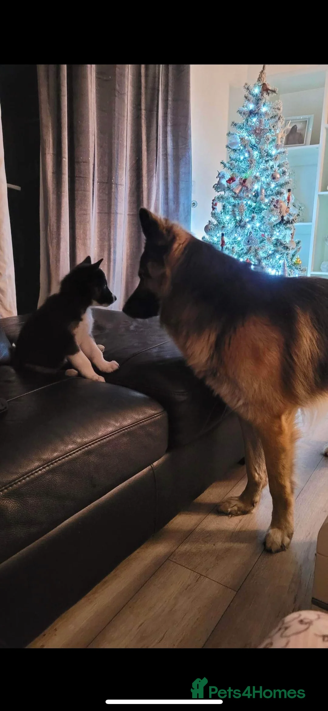 German Shepherd dogs for stud: German Shepard up for stud  in Erith - Advert 27