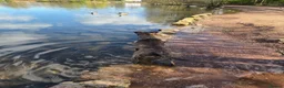 Mixed Breed dogs for sale: Staffordshire Bull Terrier x Belgian Malinois in Stoke-on-Trent - Advert 2