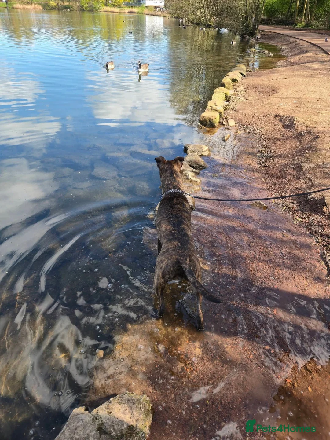 Mixed Breed dogs for sale: Staffordshire Bull Terrier x Belgian Malinois in Stoke-on-Trent - Advert 2