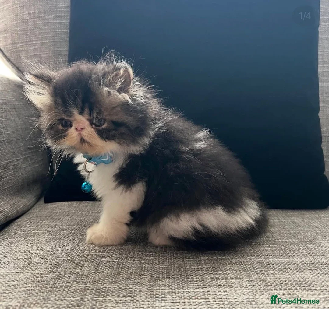 Persian cats for sale:  1-Year-Old Persian Cat Looking for a Loving Home - Advert 1