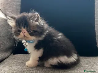 Persian cats 1-Year-Old Persian Cat Looking for a Loving Home - Advert 1
