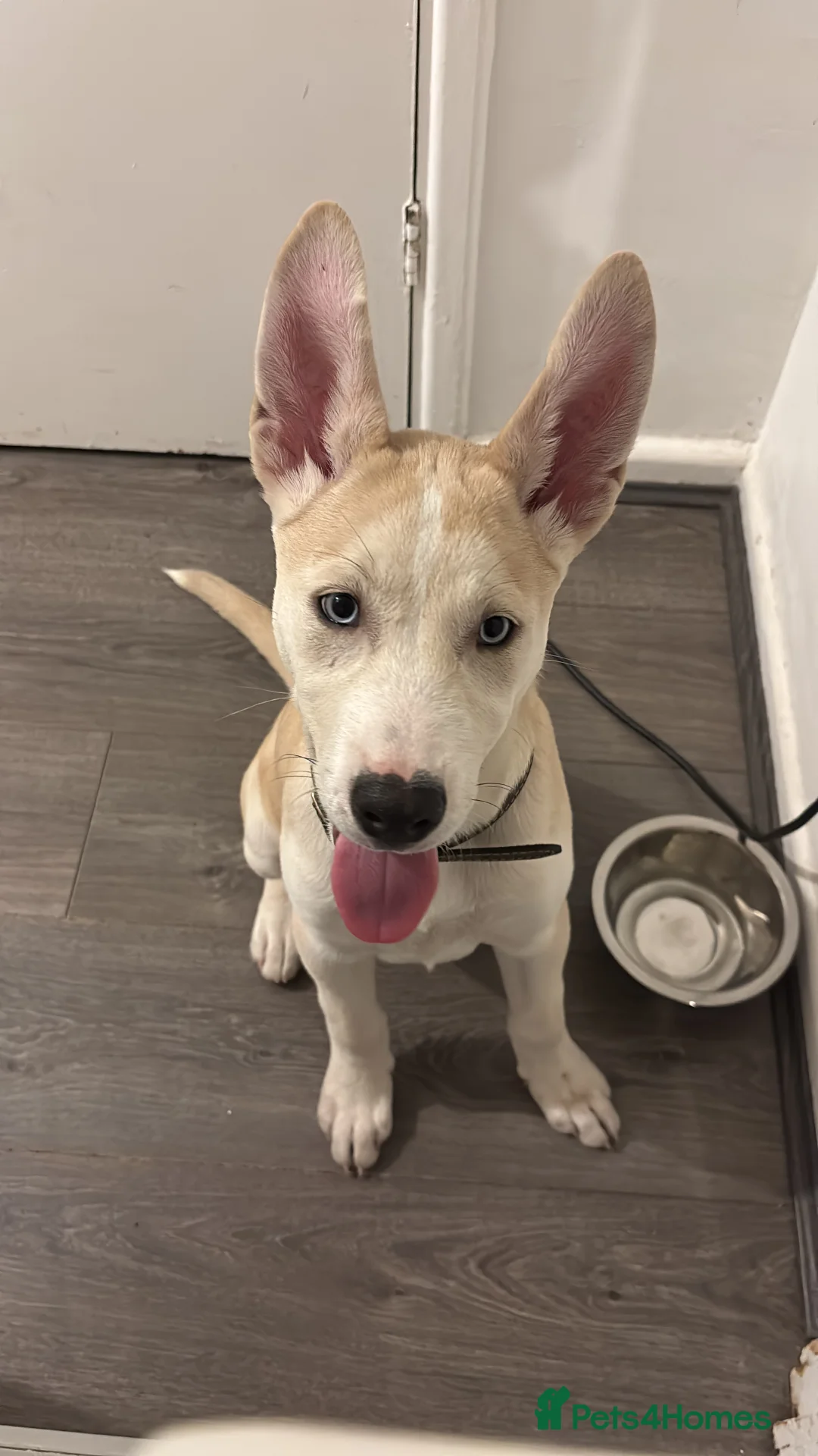 Mixed Breed dogs for sale: Meet Nala - Advert 3