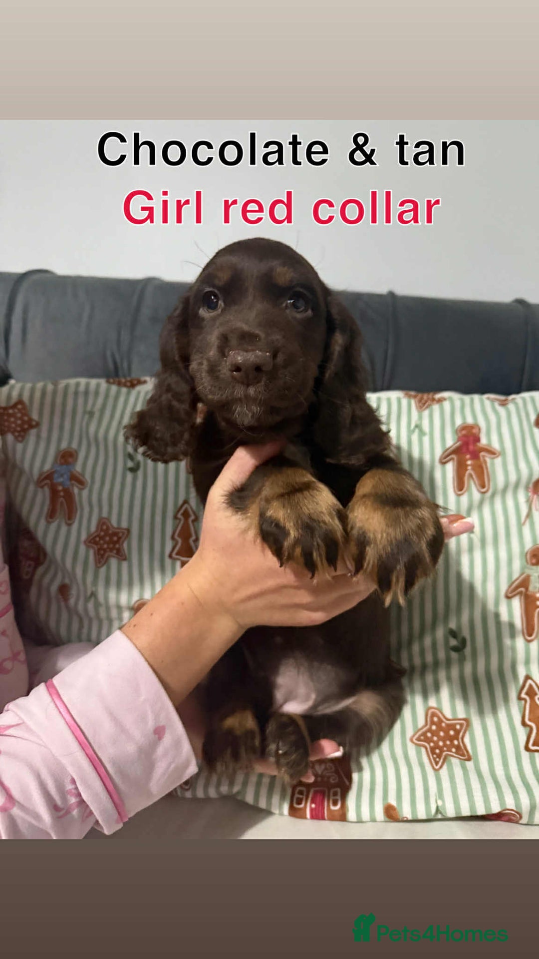 Cocker Spaniel dogs for sale: Cocker spaniel puppies  - Advert 6