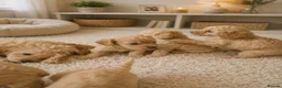 Cavapoo dogs for sale: Beautiful Cavapoo Puppies – 4 Girls & 4 Boys  - Advert 2