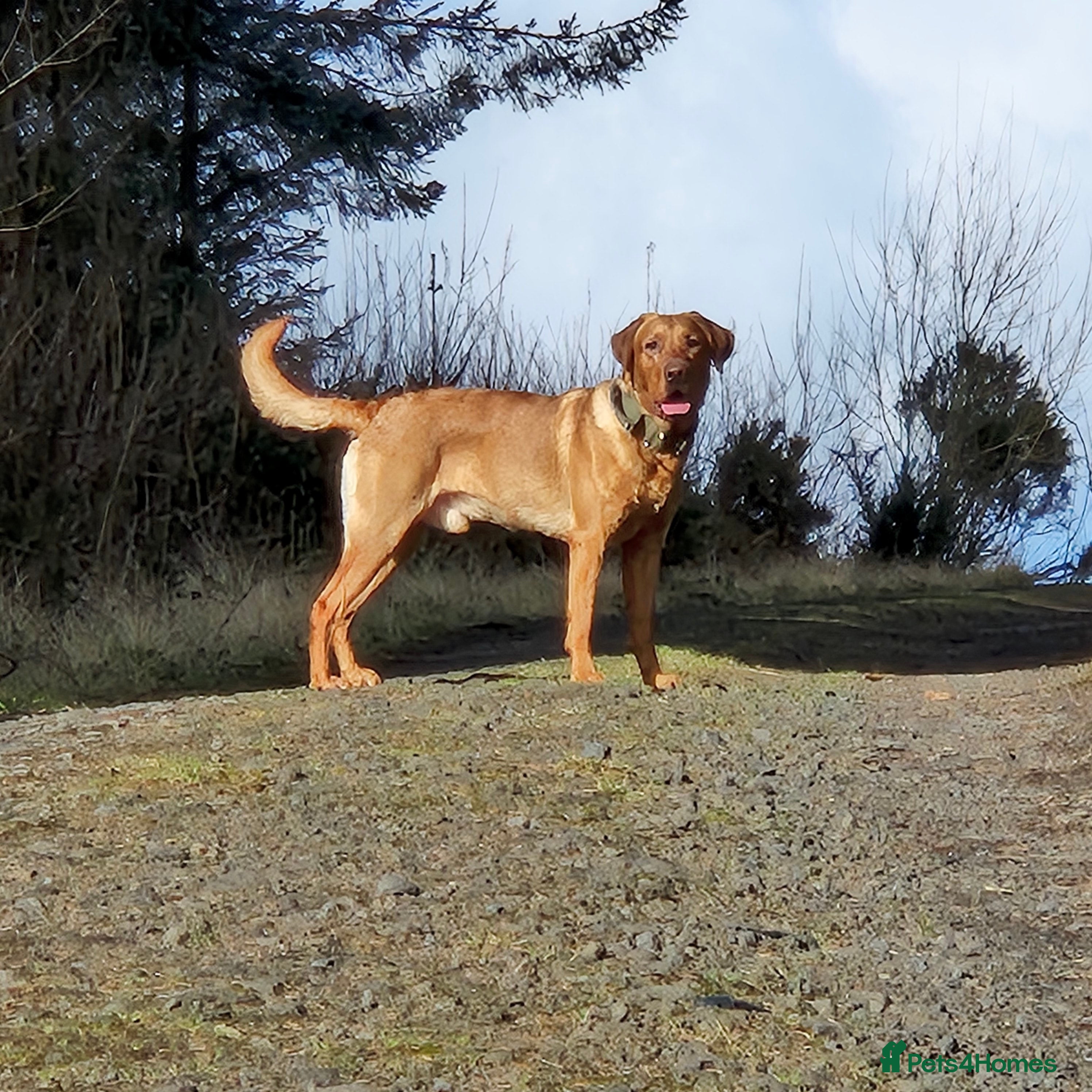 Labrador Retriever dogs Fully Health Tested Red Fox Lab Stud - Advert 16