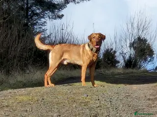 Labrador Retriever dogs Fully Health Tested Red Fox Lab Stud - Advert 16