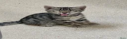 Bengal cats for sale: Exceptional Bengal Heritage Kittens in Llangammarch Wells - Advert 16