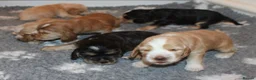 Cocker Spaniel dogs for sale: KC  Registered Show Cocker Spaniels - Advert 7