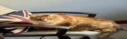 Maine Coon cats for sale: TICA reg FULL PEDIGREE MALE KITTEN  - Advert 8
