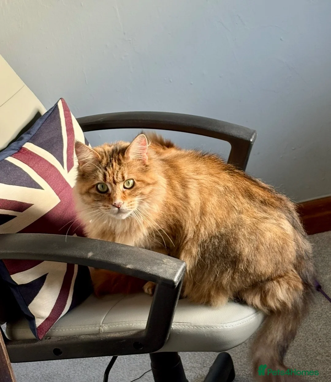 Maine Coon cats for sale: TICA reg FULL PEDIGREE MALE KITTEN  - Advert 8