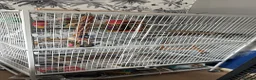 Conures birds for sale: Semi tame Cinnamon Conure - Advert 7