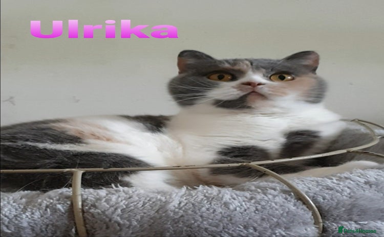 British Shorthair cats - Advert 5