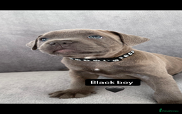 Staffordshire Bull Terrier dogs for sale: Blue Staffordshire bull terrier  - Image 12