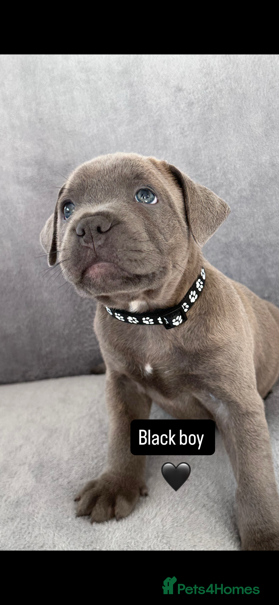 Staffordshire Bull Terrier dogs for sale: Blue Staffordshire bull terrier  - Image 12