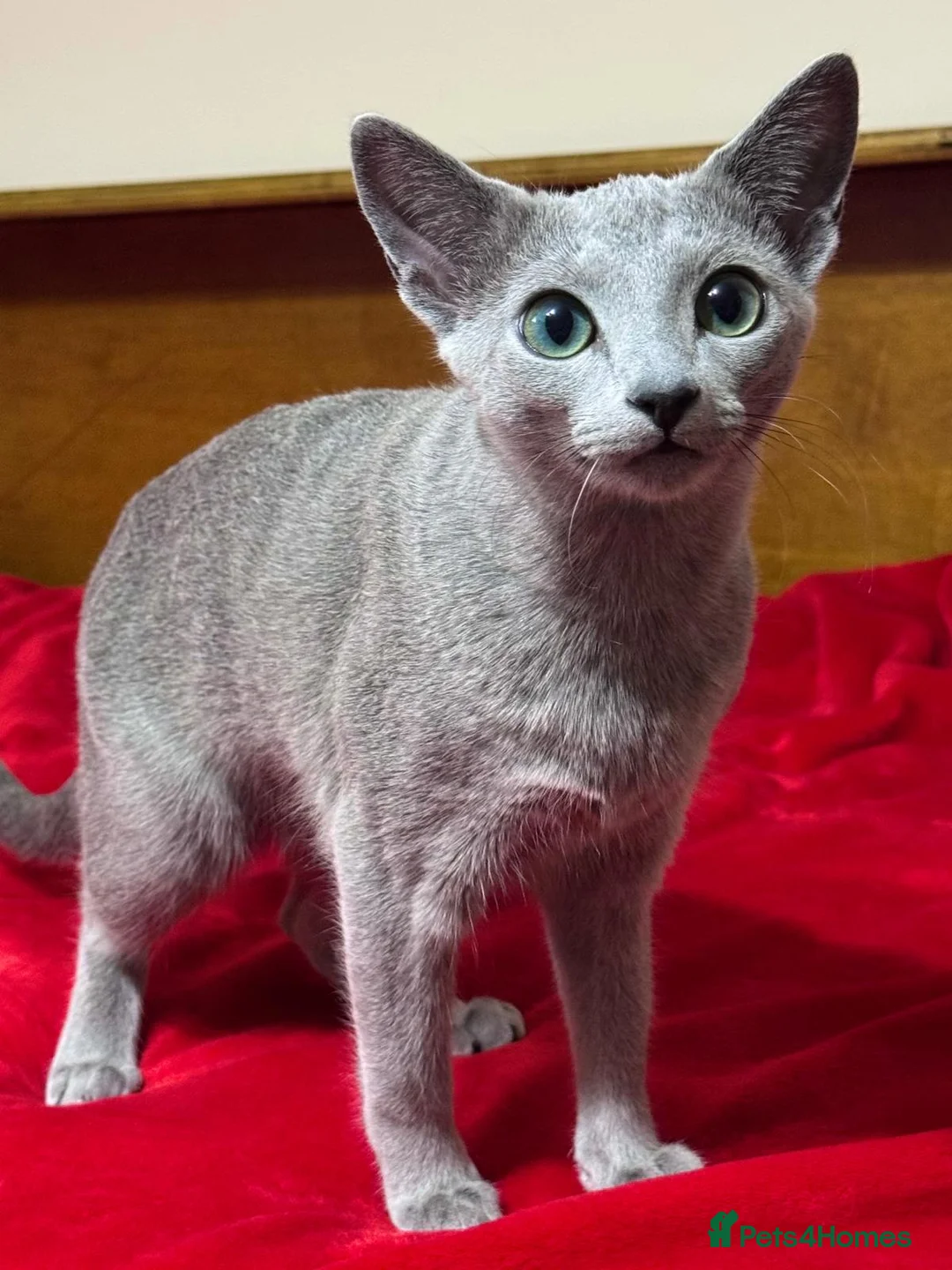 Russian Blue cats for sale: Two beautiful Russian Blue princesses available! - Advert 10