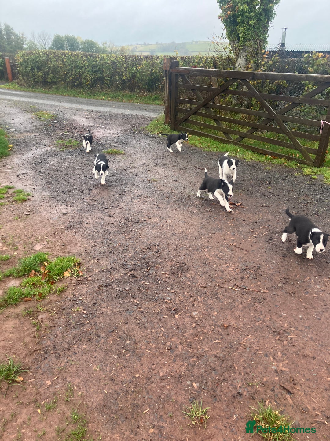 Border Collie dogs for sale: Lovely border collie pup’s available  - Image 4