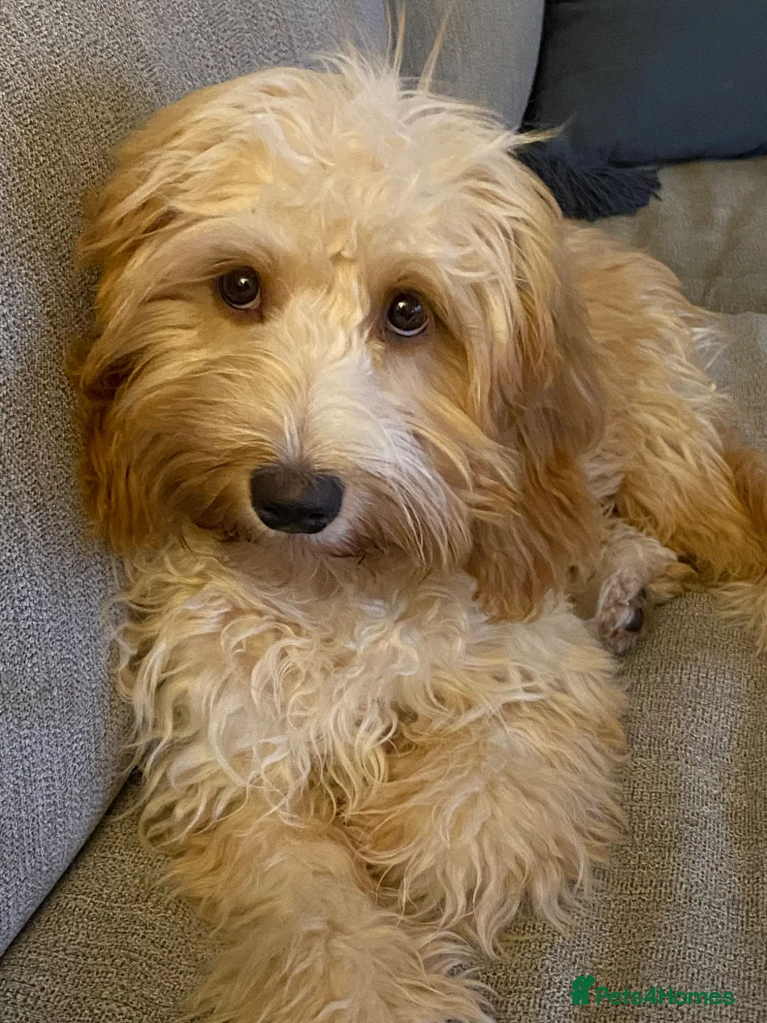 Cavapoochon dogs for sale: Beautiful Spring Cavapoochon Cockapoo Puppies  - Advert 2