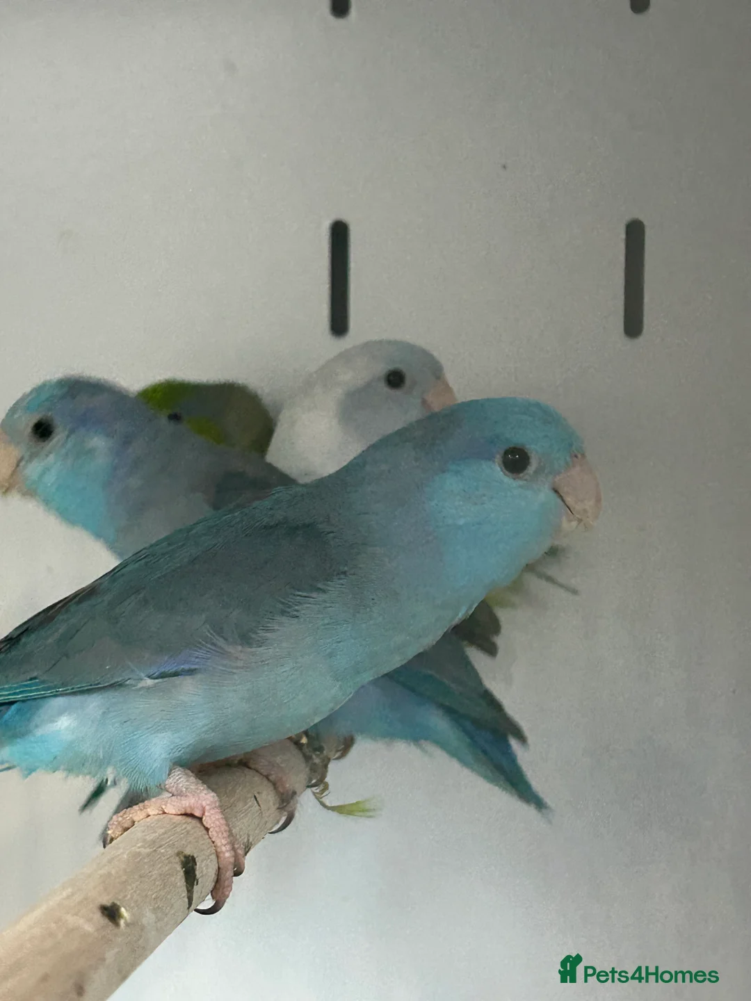 Parakeets birds for sale: Stunning Various Baby Celestial Parrotlets - Advert 4