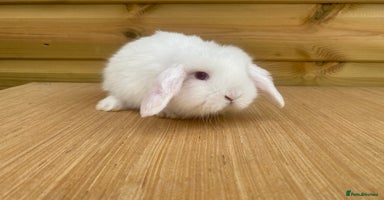 Mini Lop rabbits - Advert 2