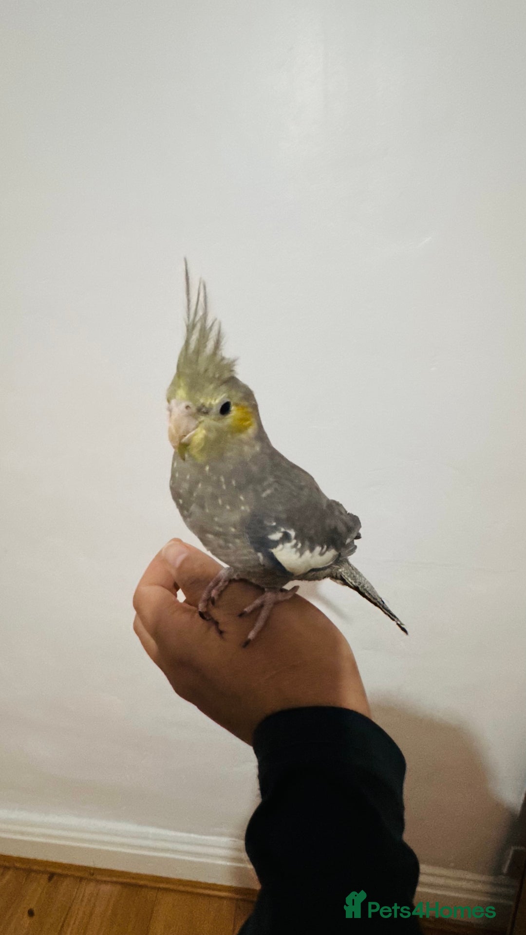 Cockatiels birds for sale: Young tame cockatiel for sale  - Advert 2