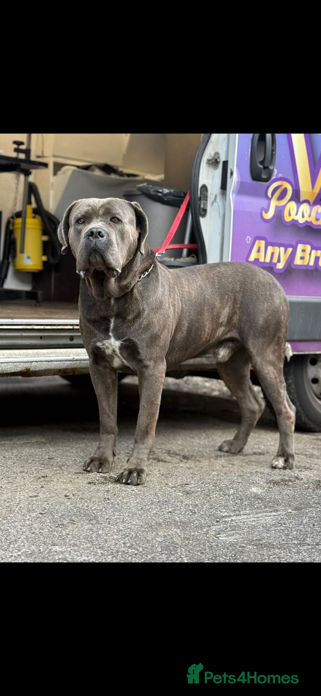 Cane Corso dogs for sale: Cane corso puppies looking for their forever homes - Image 10