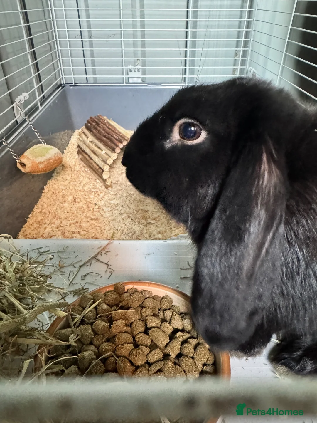 French Lop rabbits for sale: Black male french lop  - Advert 2