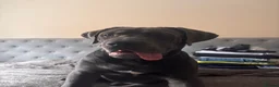 Cane Corso dogs for sale: Goofy, loving Cane Corso looking for a new home in Colchester - Advert 2