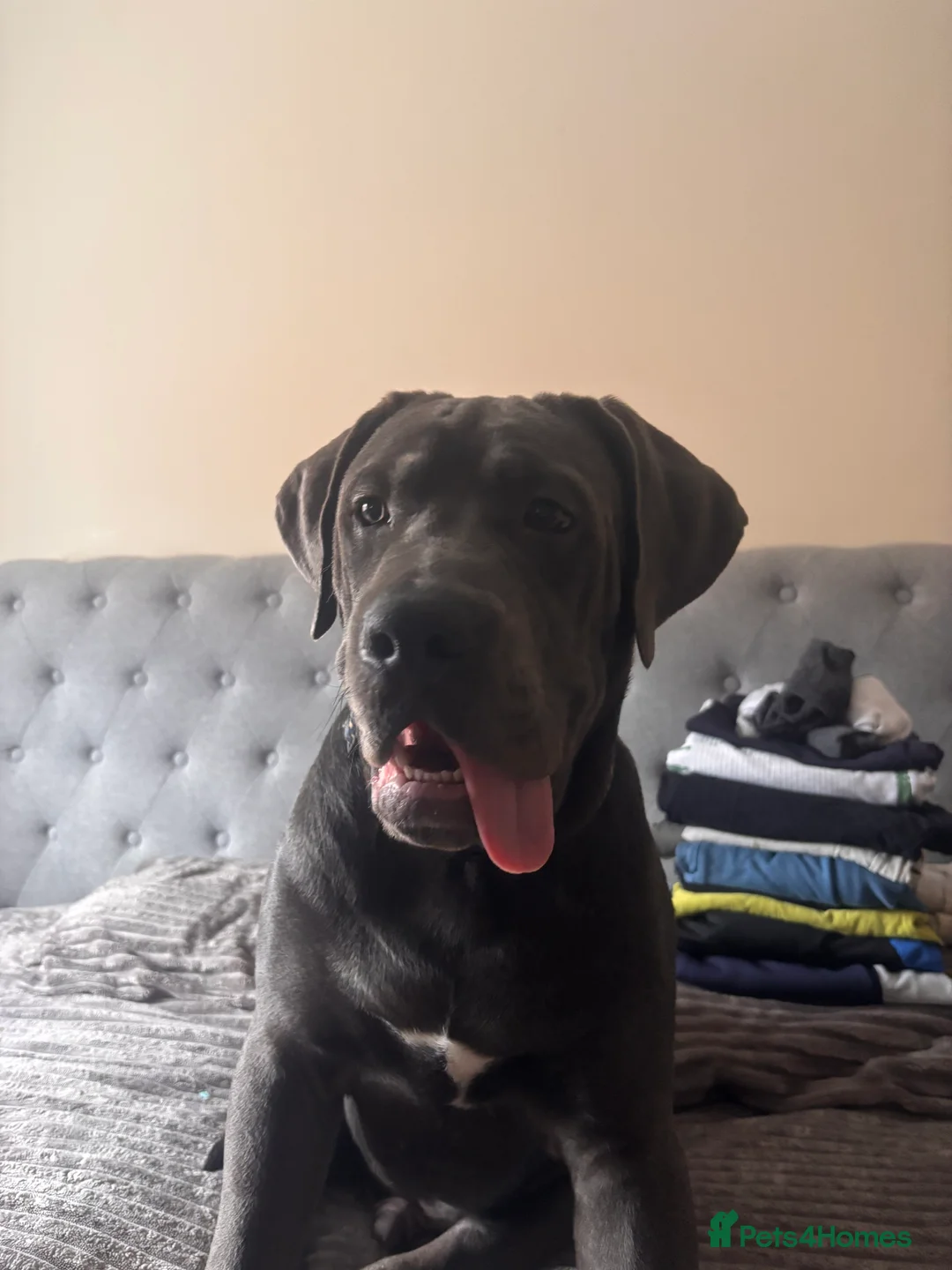 Cane Corso dogs for sale: Goofy, loving Cane Corso looking for a new home in Colchester - Advert 2