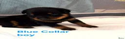 Rottweiler dogs for sale: Last few puppies in Rotherham - Advert 2